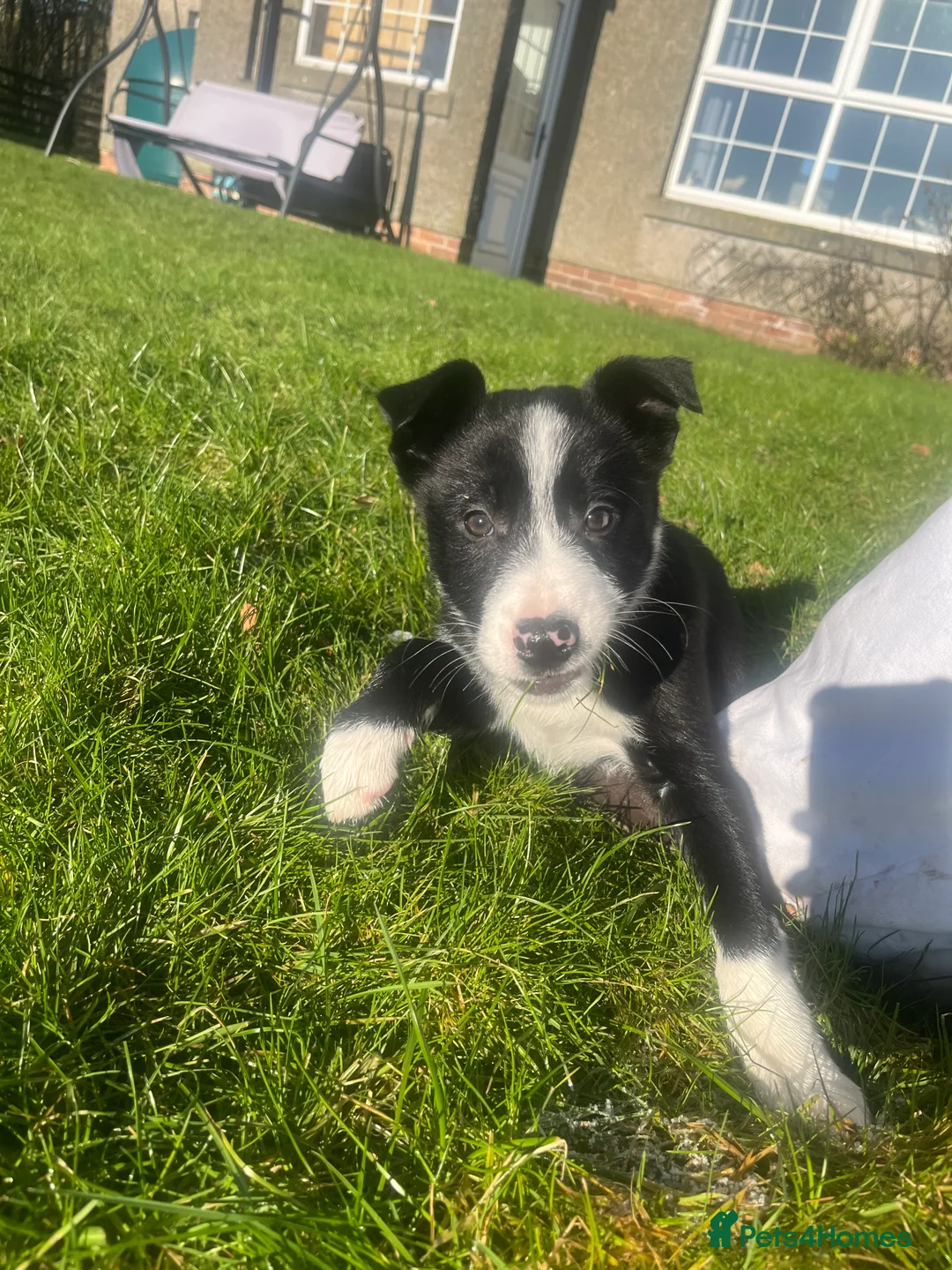 Border Collie dogs for sale: Gorgeous Border collie puppy for sale  - Advert 4