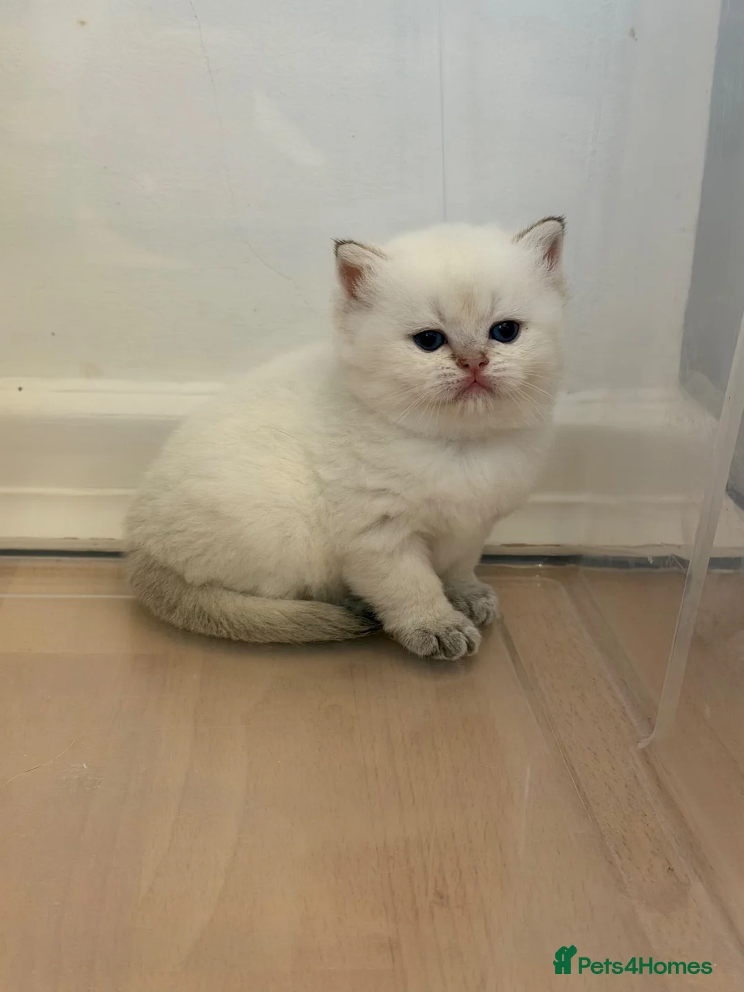 British Shorthair cats for sale: BRITISH SHORT HAIR NY12,GOLDEN , WHITE COLORPOINT - Advert 2
