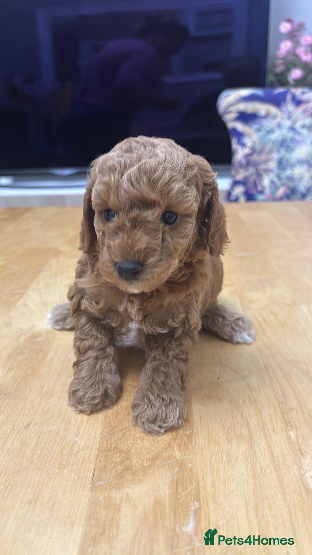 Toy Poodle dogs for sale: Look at our Beautiful Toy Poodle Puppies  - Advert 2