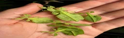 Stick Insects invertebrates for sale: Cryptophyllium limogesi nymphs (leaf insects) - Advert 5