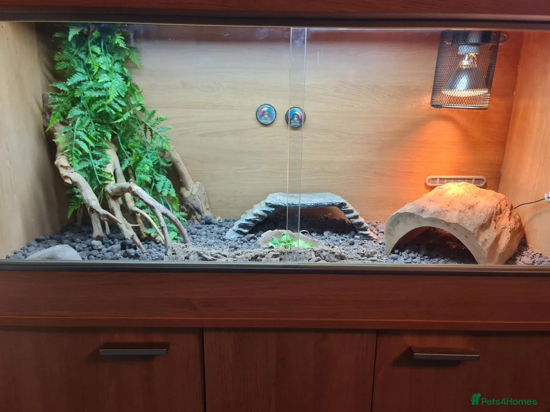 Bearded Dragon reptiles for sale: Bearded dragon orange  in Chester-le-Street - Advert 2