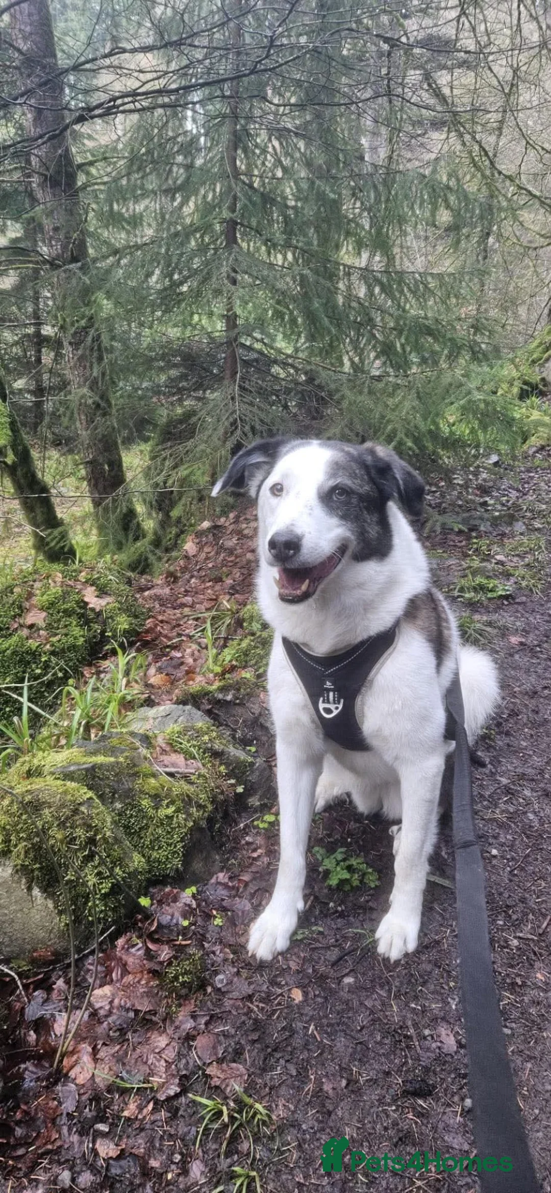Mixed Breed dogs for adoption: Ted – Adventure Buddy Seeking His Person 💙 in Pitlochry - Advert 2