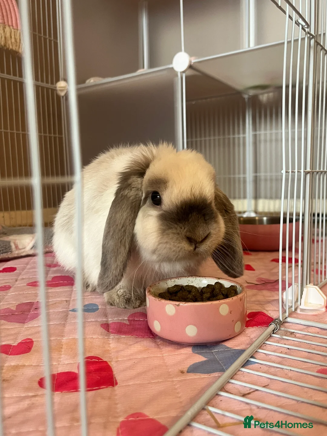 Mini Lop rabbits for sale: Hi meet Daisy!  in Birmingham - Advert 1