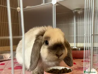 Mini Lop rabbits Hi meet Daisy! in Birmingham - Advert 1