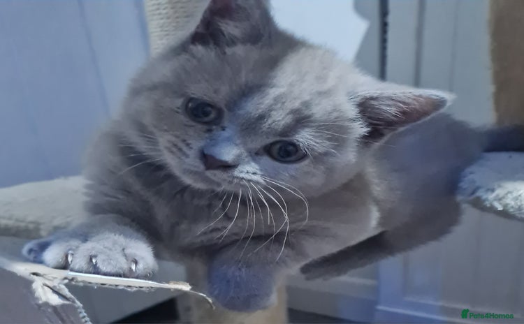 British Shorthair cats - Advert 15
