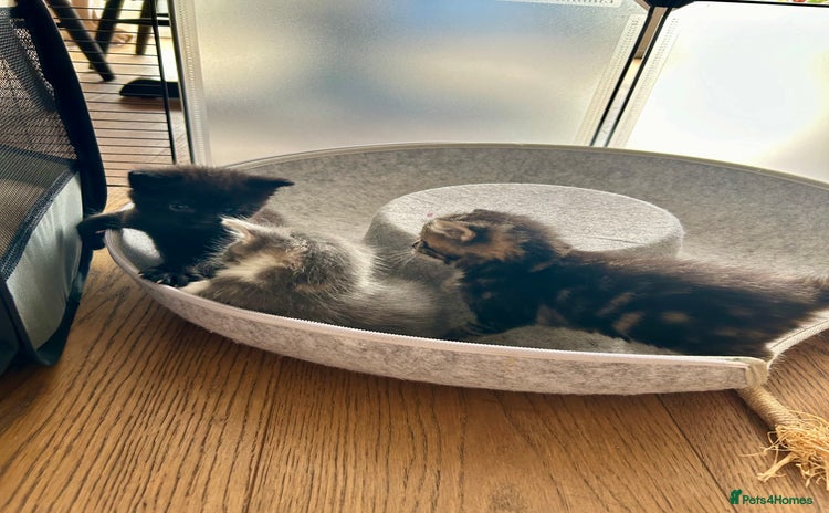 Maine Coon cats - Advert 2