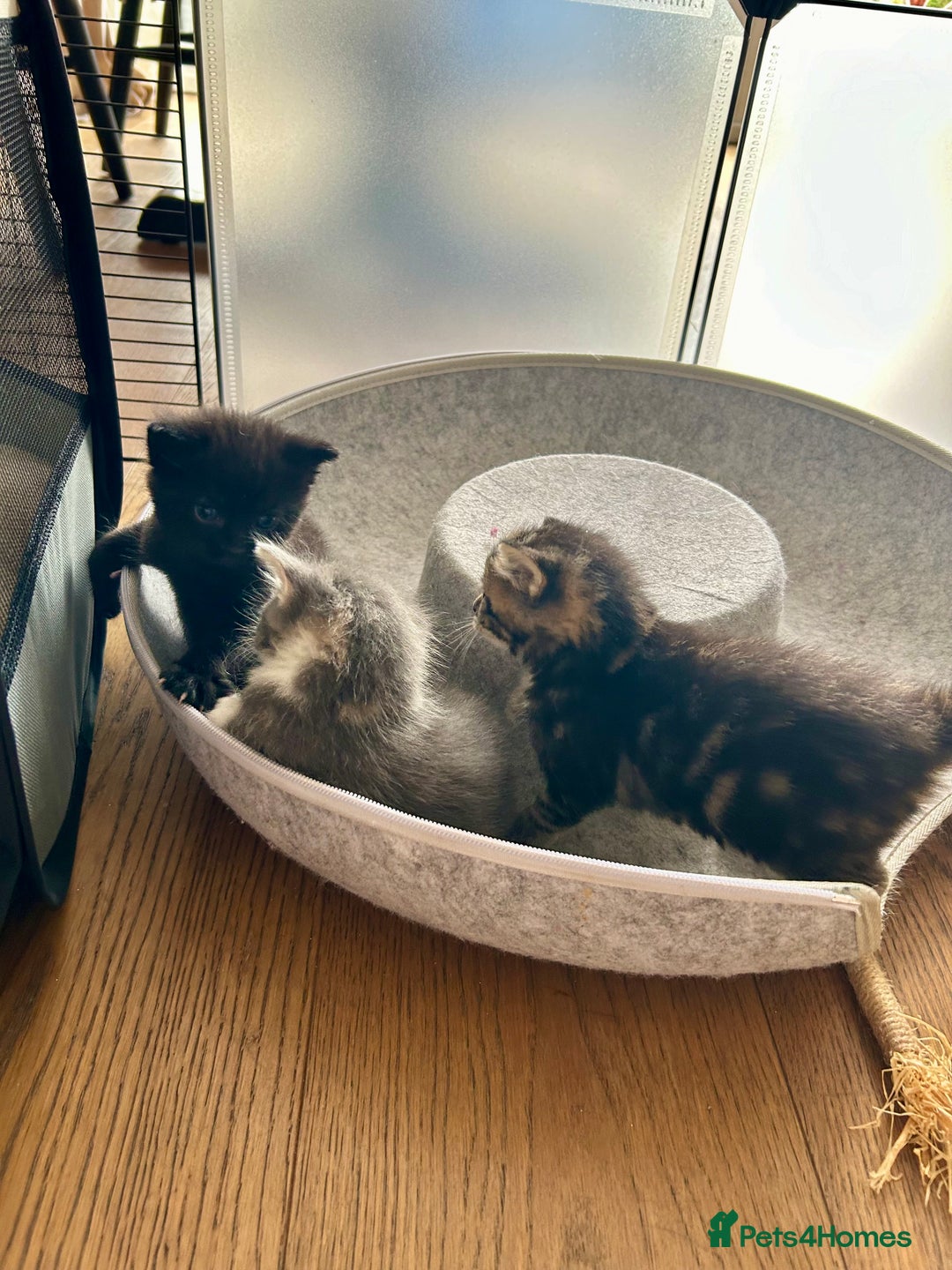 Maine Coon cats for sale: Maine coon cross kittens  - Image 2