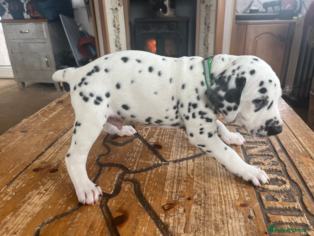 Dalmatian dogs for sale: Stunning Dalmatian puppies KC reg show winners - Image 31