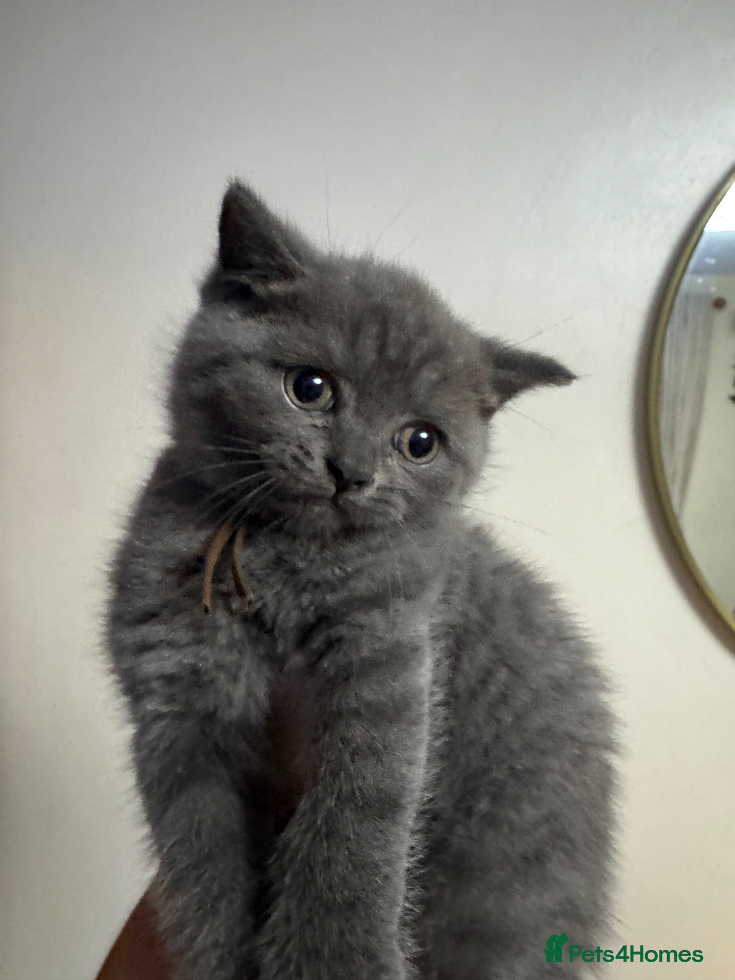 British Shorthair cats British shorthair kittens 4 chunky boys  - Advert 1