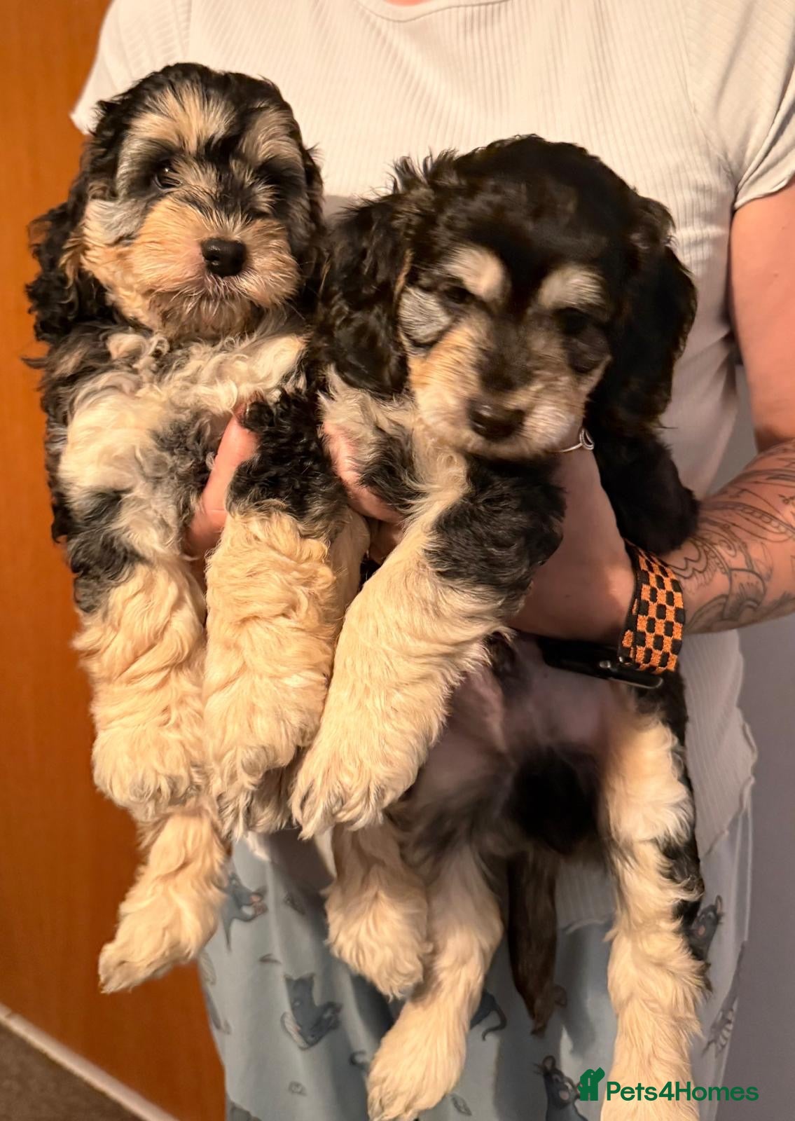 Cockapoo dogs Sable cockapoo puppies  - Advert 7