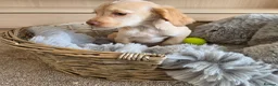 Cocker Spaniel dogs for sale: Working type Cocker spaniels- ready to leave now! - Advert 21