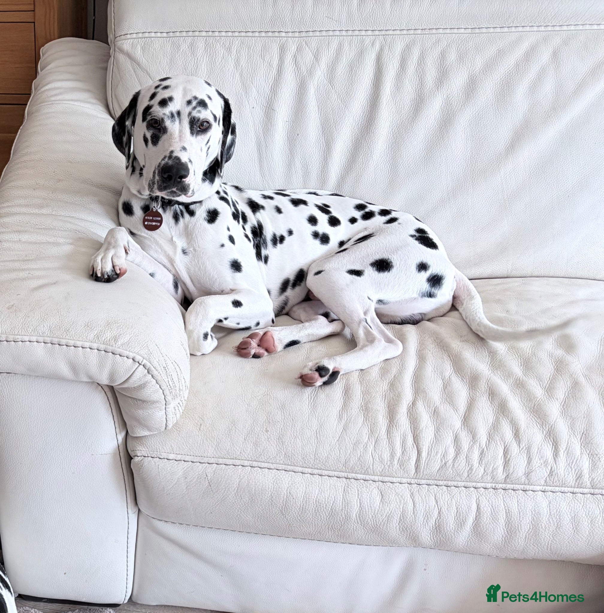 Dalmatian dogs Doodles Dalmatian puppy  - Advert 9