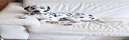 Dalmatian dogs for sale: Doodles Dalmatian puppy  in Addlestone - Advert 1