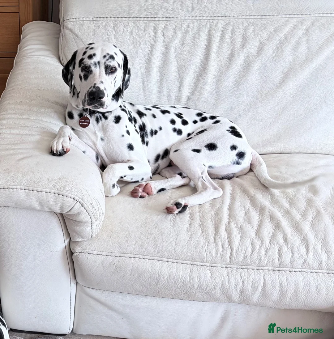 Dalmatian dogs for sale: Doodles Dalmatian puppy  in Addlestone - Advert 1