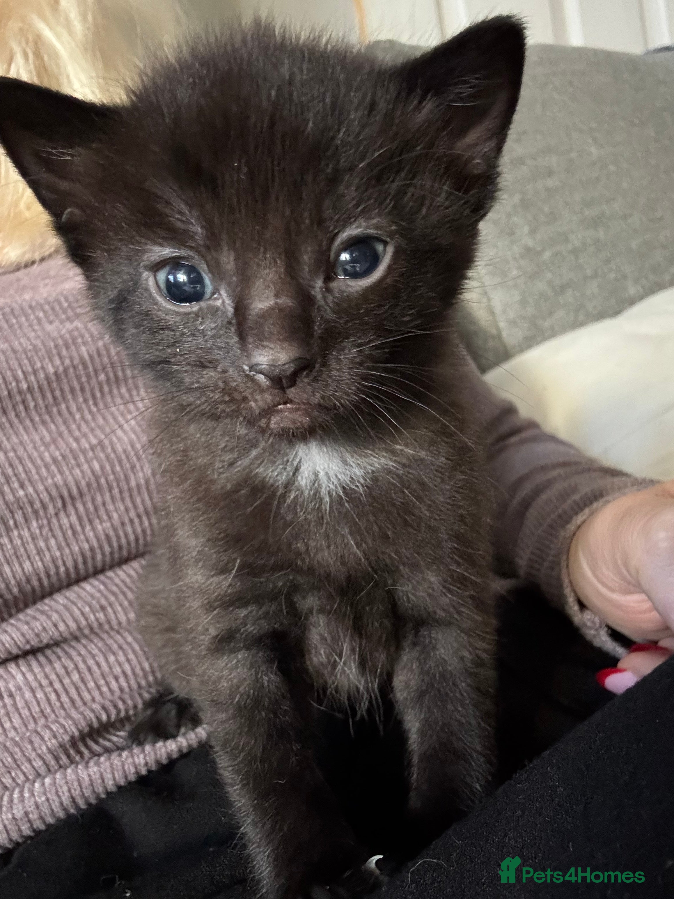 Domestic Shorthair cats Domestic short haired  black tabby kittens  - Advert 7