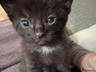 Domestic Shorthair cats Domestic short haired black tabby kittens - Advert 11