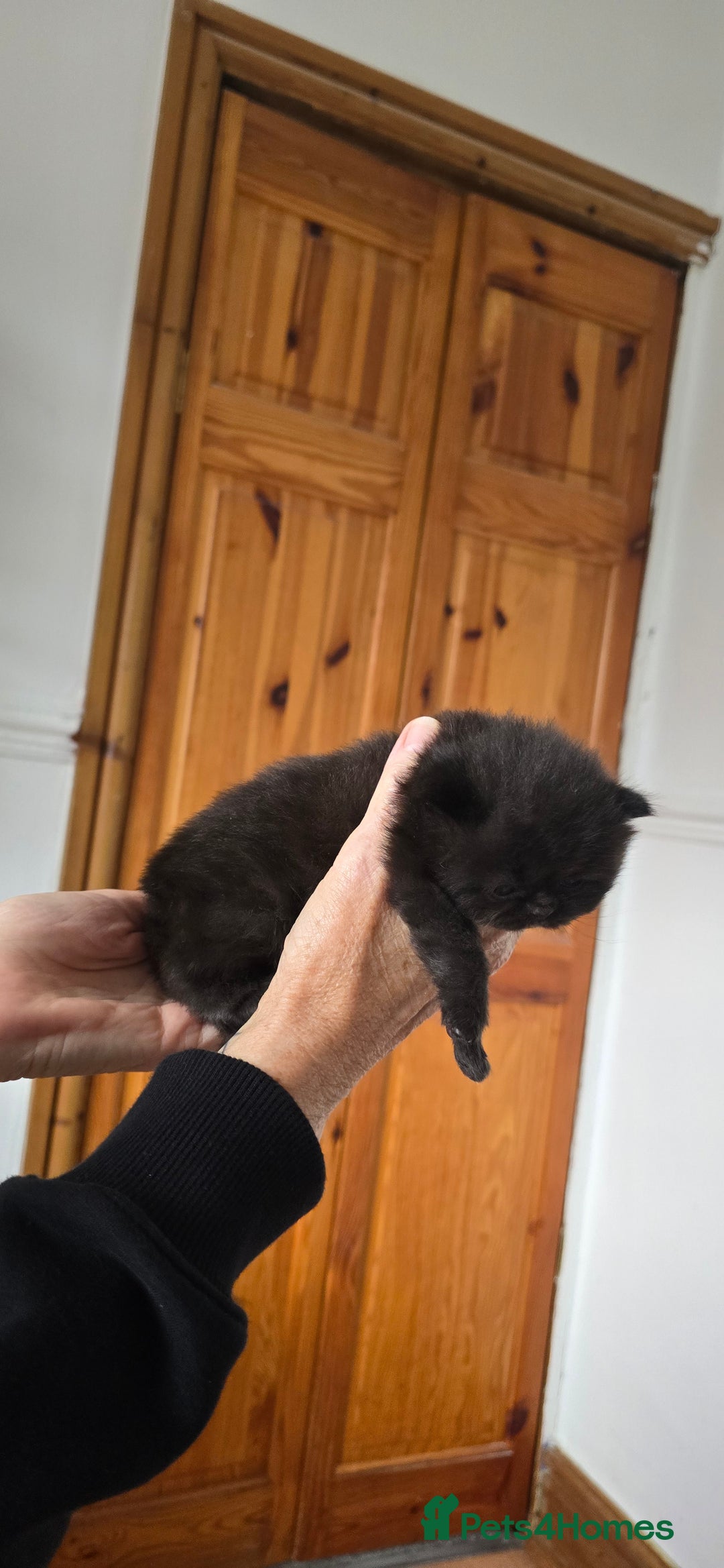 British Longhair cats for sale: 💙🩷 stunning British longhair 💙🩷 - Image 8