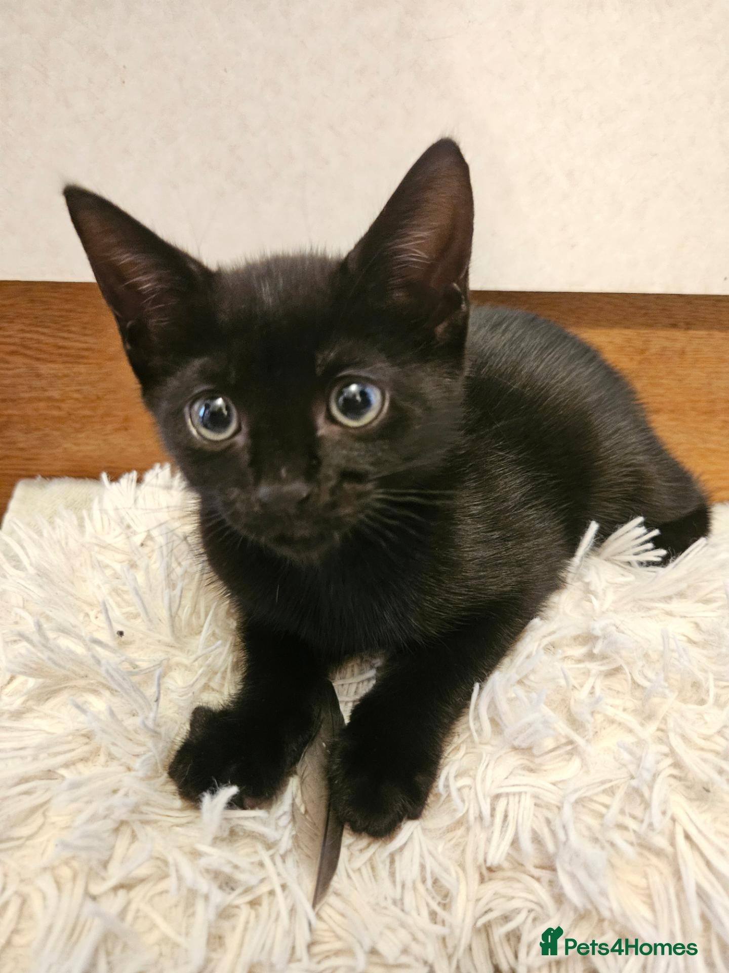 Domestic Shorthair cats Beautiful, Loving Kitten Looking for a Home. - Advert 11