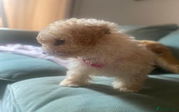 Poodle dogs for sale: Female poodle puppy ready for its forever home  - Image 2