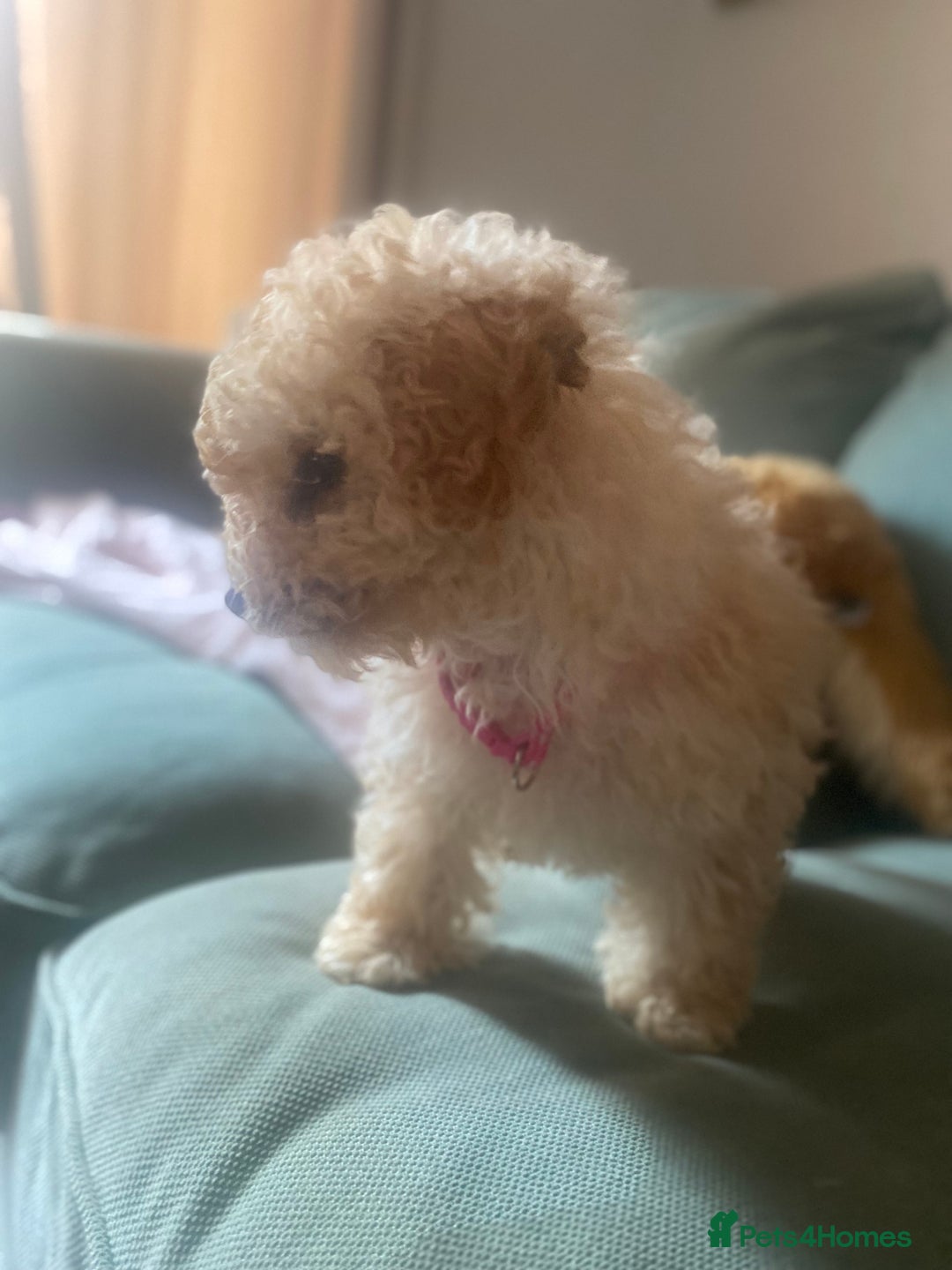 Poodle dogs for sale: Female poodle puppy ready for its forever home  - Image 2