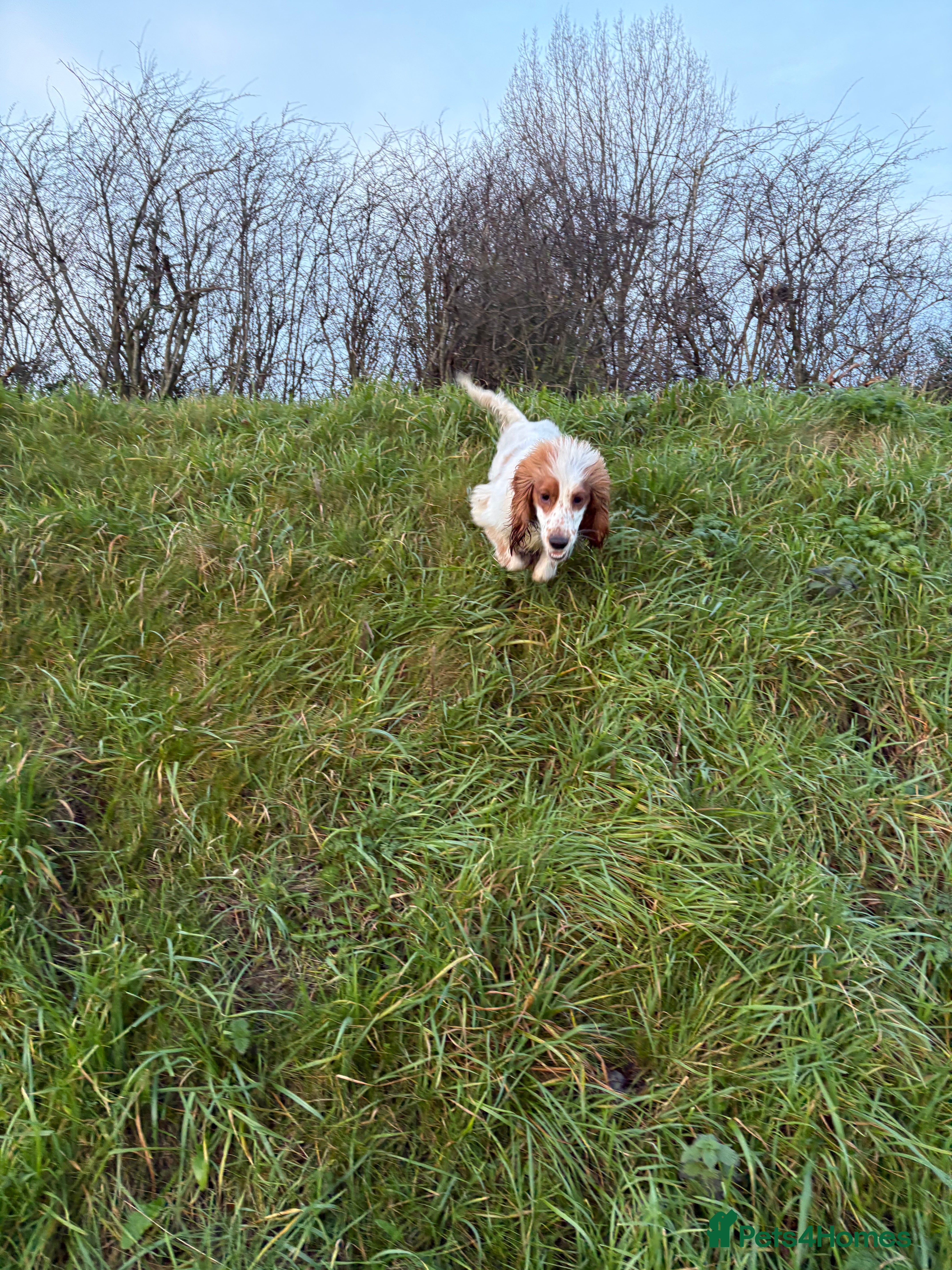 Sprocker dogs 1 year old male sprocker spaniel - Advert 4