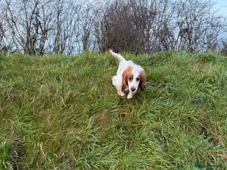 Sprocker dogs 1 year old male sprocker spaniel - Advert 4