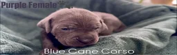 Cane Corso dogs for sale: Cane corso  - Advert 10