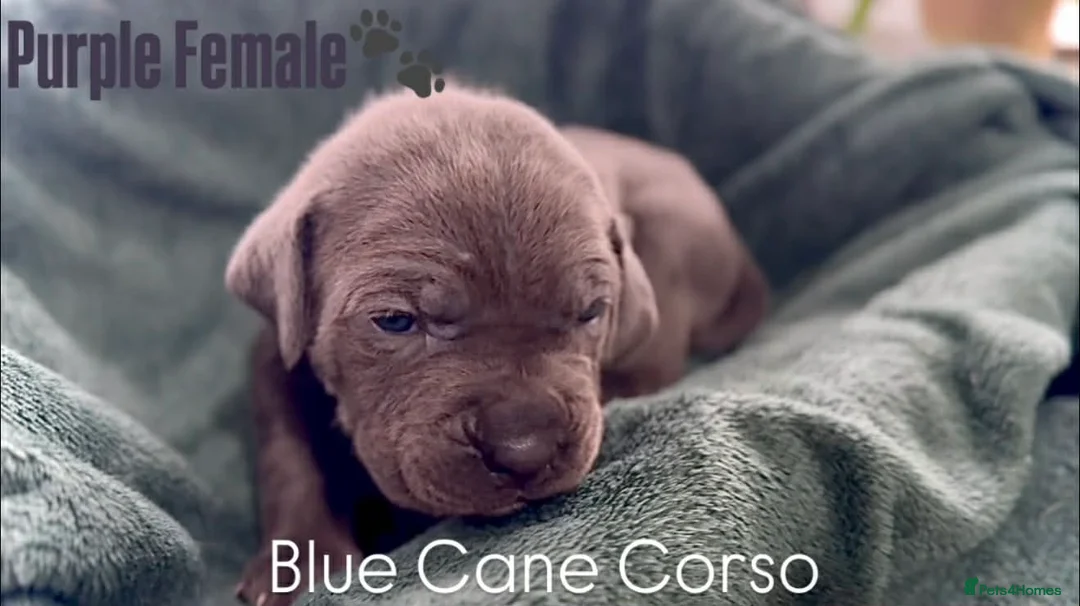 Cane Corso dogs for sale: Cane corso  - Advert 10