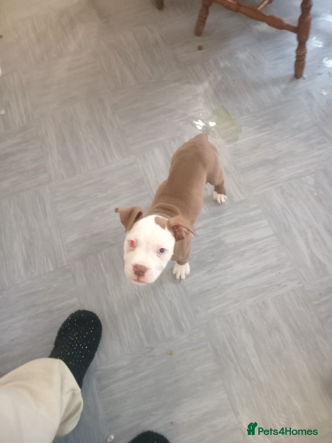 Alapaha Blue Blood Bulldog dogs for sale: Alaphas  - Advert 5