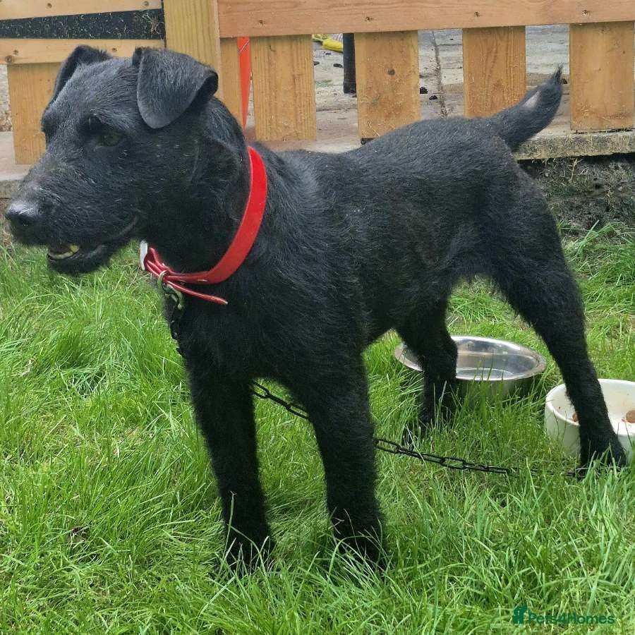 Patterdale Terrier dogs Working patterdale  - Advert 1