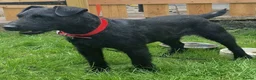Patterdale Terrier dogs for stud: Working patterdale  - Advert 1