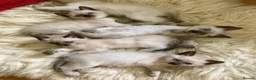 Siamese cats for sale: vocal siamese - Advert 7
