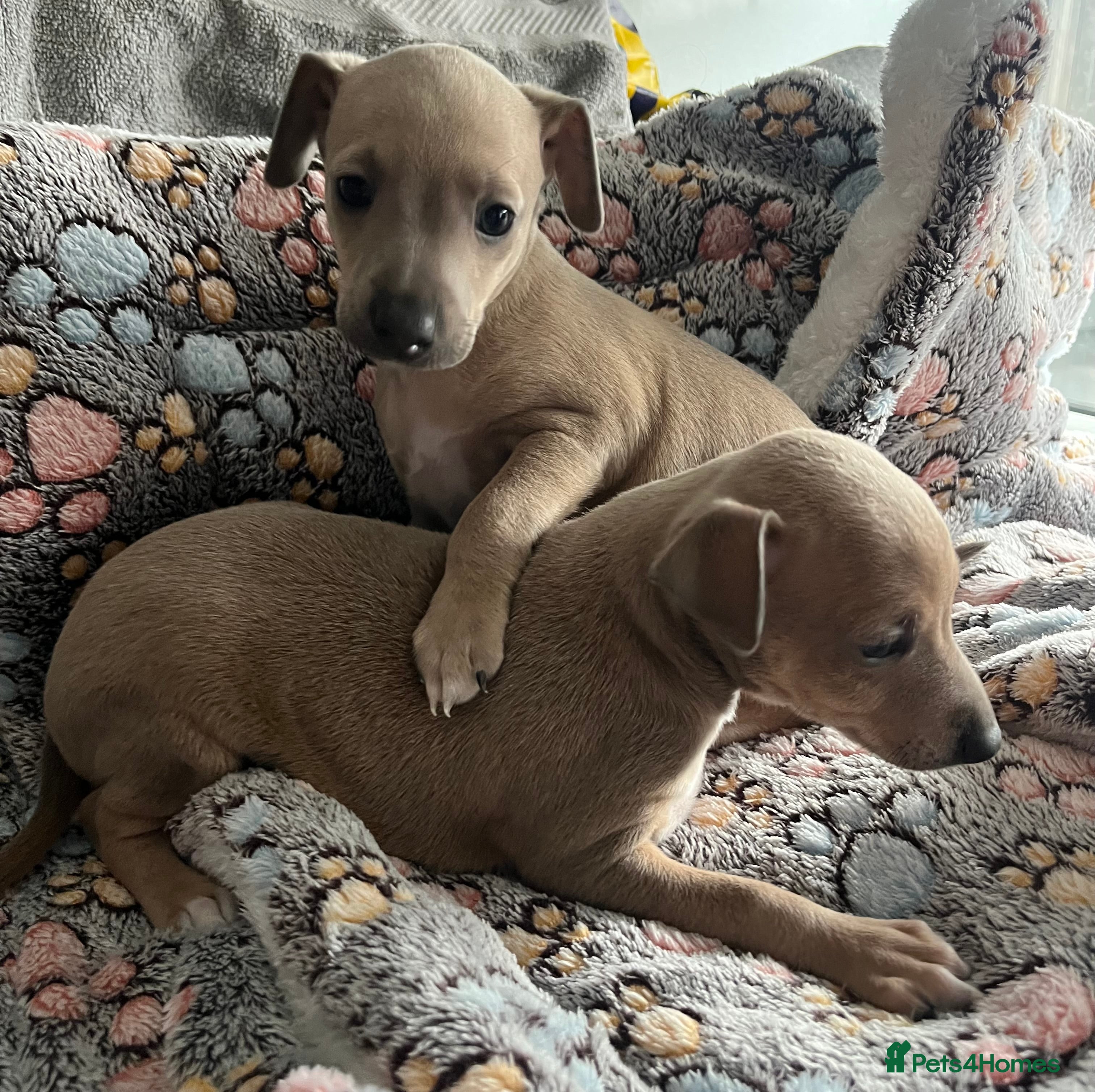 Italian Greyhound dogs kc registered Itatian greyhounds - Advert 5