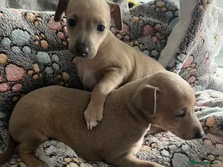 Italian Greyhound dogs kc registered Itatian greyhounds - Advert 5