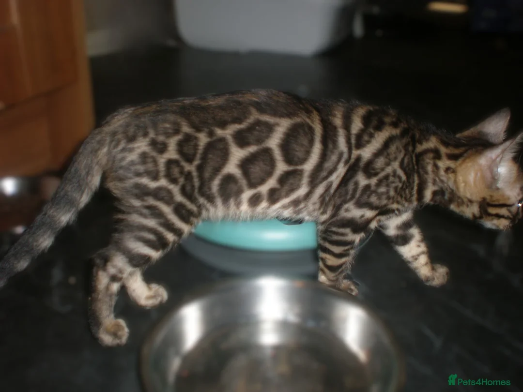Bengal cats for sale: 5 Beautiful Bengal Kittens - Advert 1