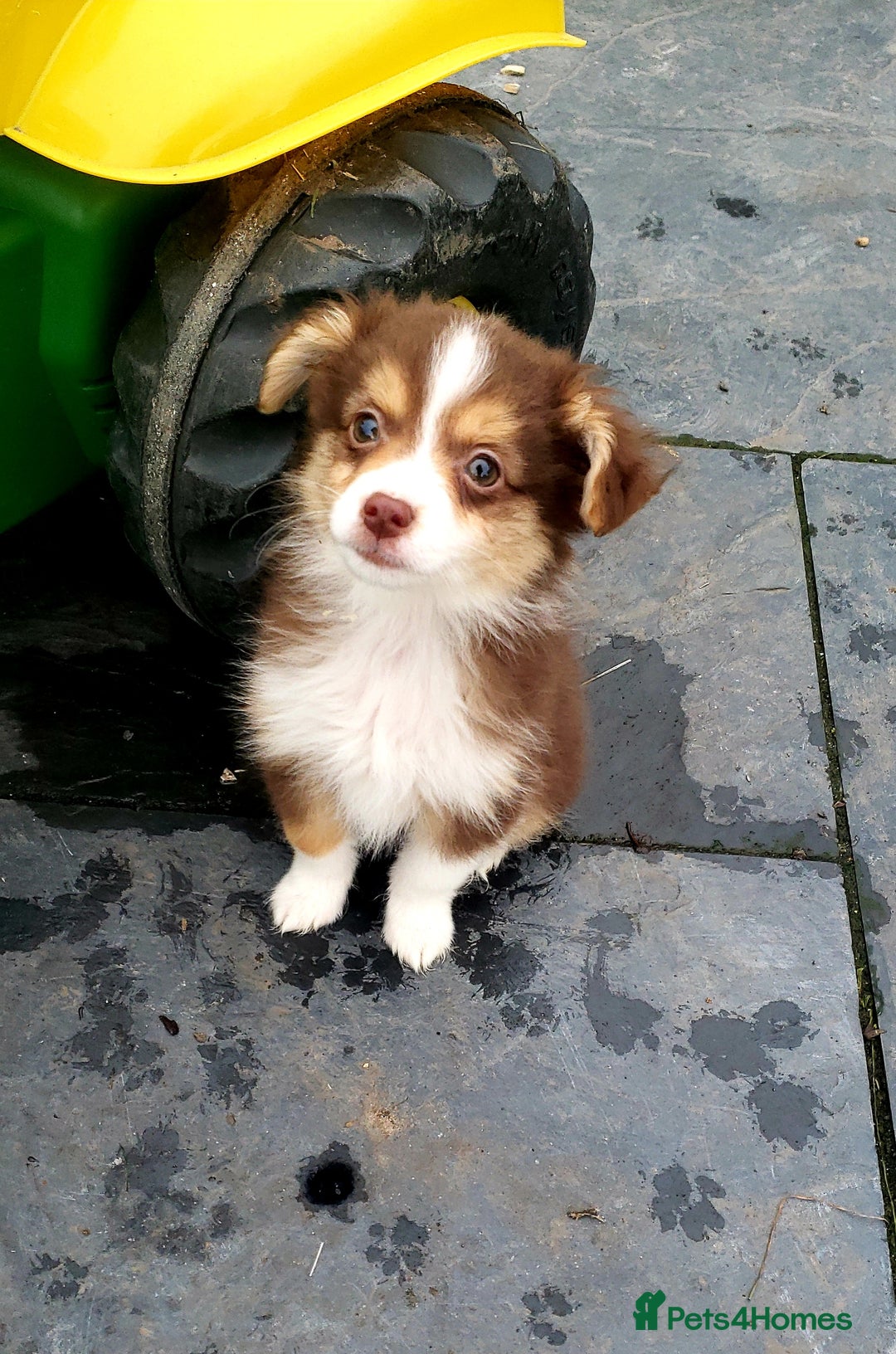 Australian Shepherd dogs for sale: Miniature Australian Shepherds ASDR - Advert 10