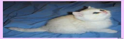 British Shorthair cats for sale: GCCF Regd Tipped British Short Hair Females - Advert 15