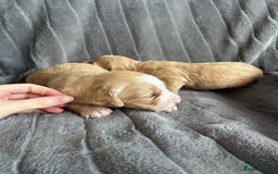 Cockapoo dogs for sale: Stunnning cockerpoos  - Image 12