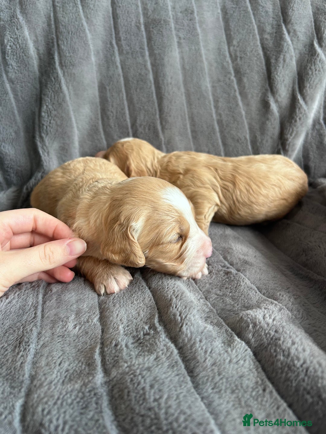 Cockapoo dogs for sale: Stunnning cockerpoos  - Image 12