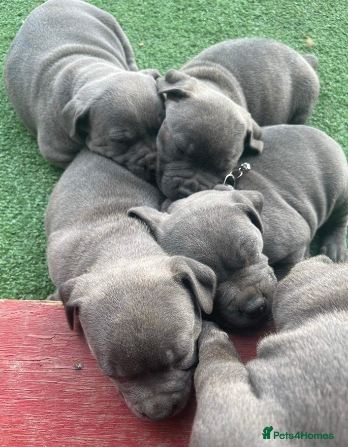Staffordshire Bull Terrier dogs for sale: Energetic staffy playful puppies for new families. in Rugby - Advert 6