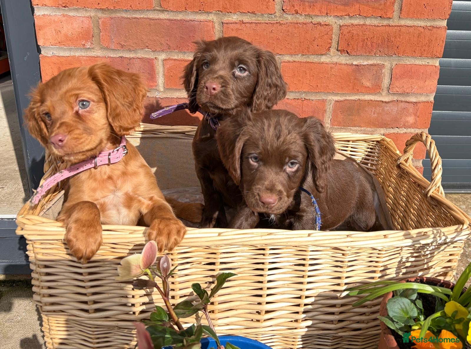 Cocker Spaniel dogs KC registered Cocker Spaniel Puppies - Advert 2