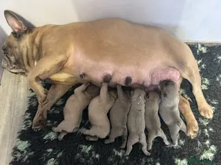 French Bulldog dogs Quality Healthy French bulldogs puppies avaialable - Advert 1