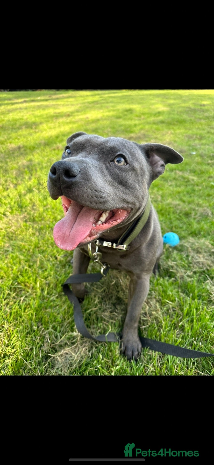 Staffordshire Bull Terrier dogs Regrettable and very sad sale of our staff, Vinnie - Advert 9