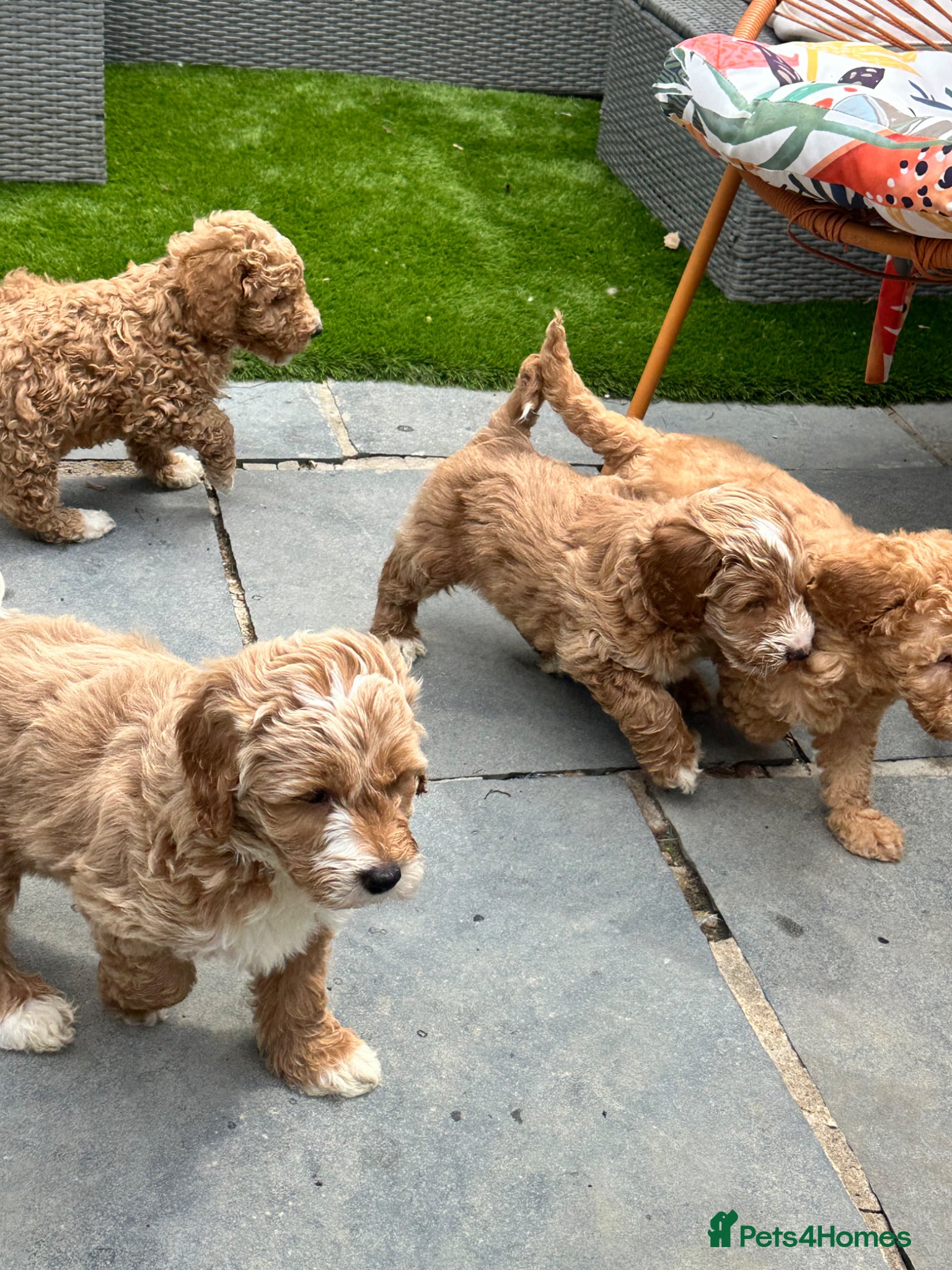 Australian Labradoodle dogs Pure Australian labradoddle ready this Friday 🏡 - Advert 2