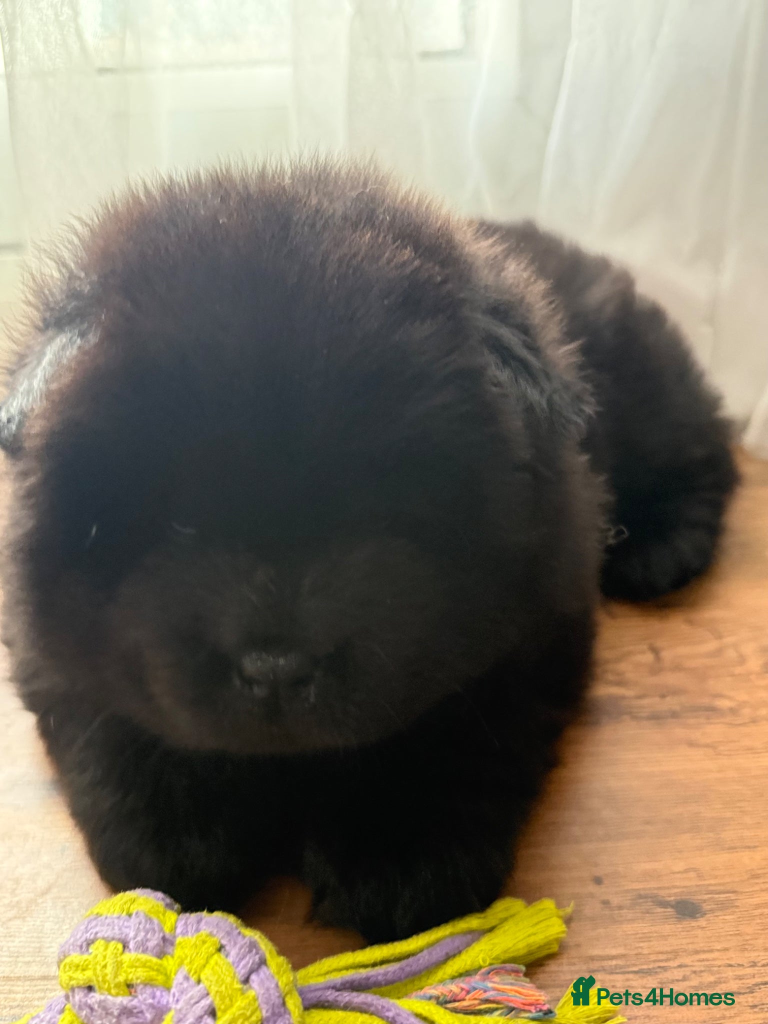 Chow Chow dogs 3 boys Beautiful Chow Chow  - Advert 2