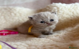 British Shorthair cats for sale: British Shorthair Kittens - Image 34