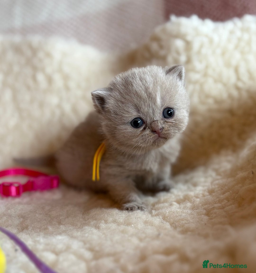 British Shorthair cats for sale: British Shorthair Kittens - Image 34