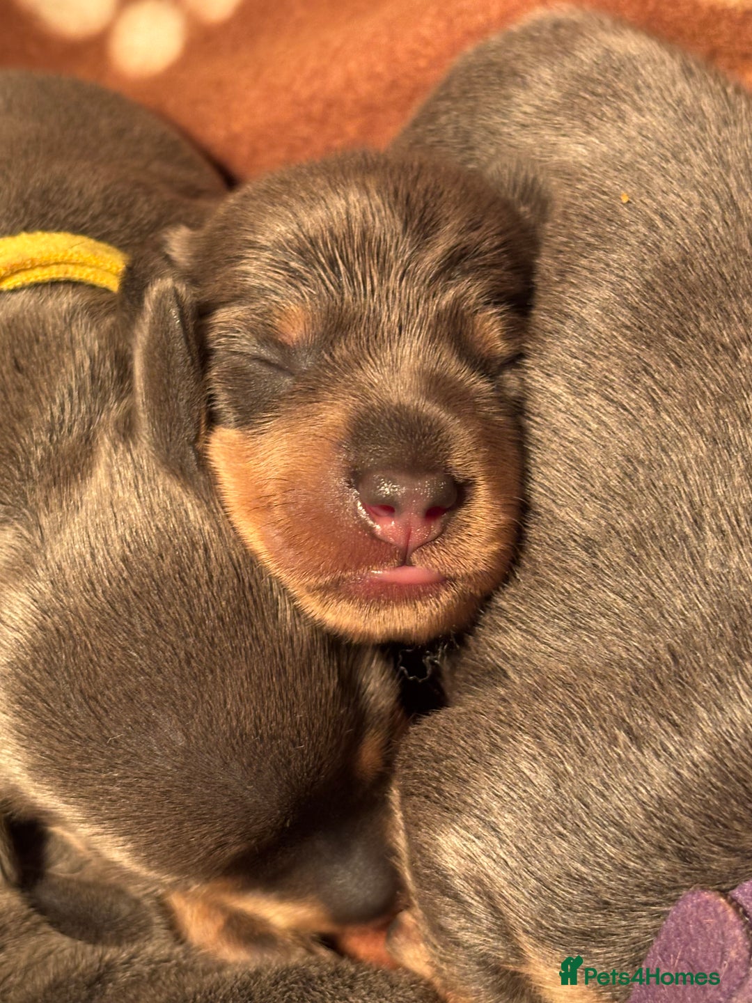 Miniature Dachshund dogs for sale: Blue & Tan Miniature Dachshund  - Advert 6