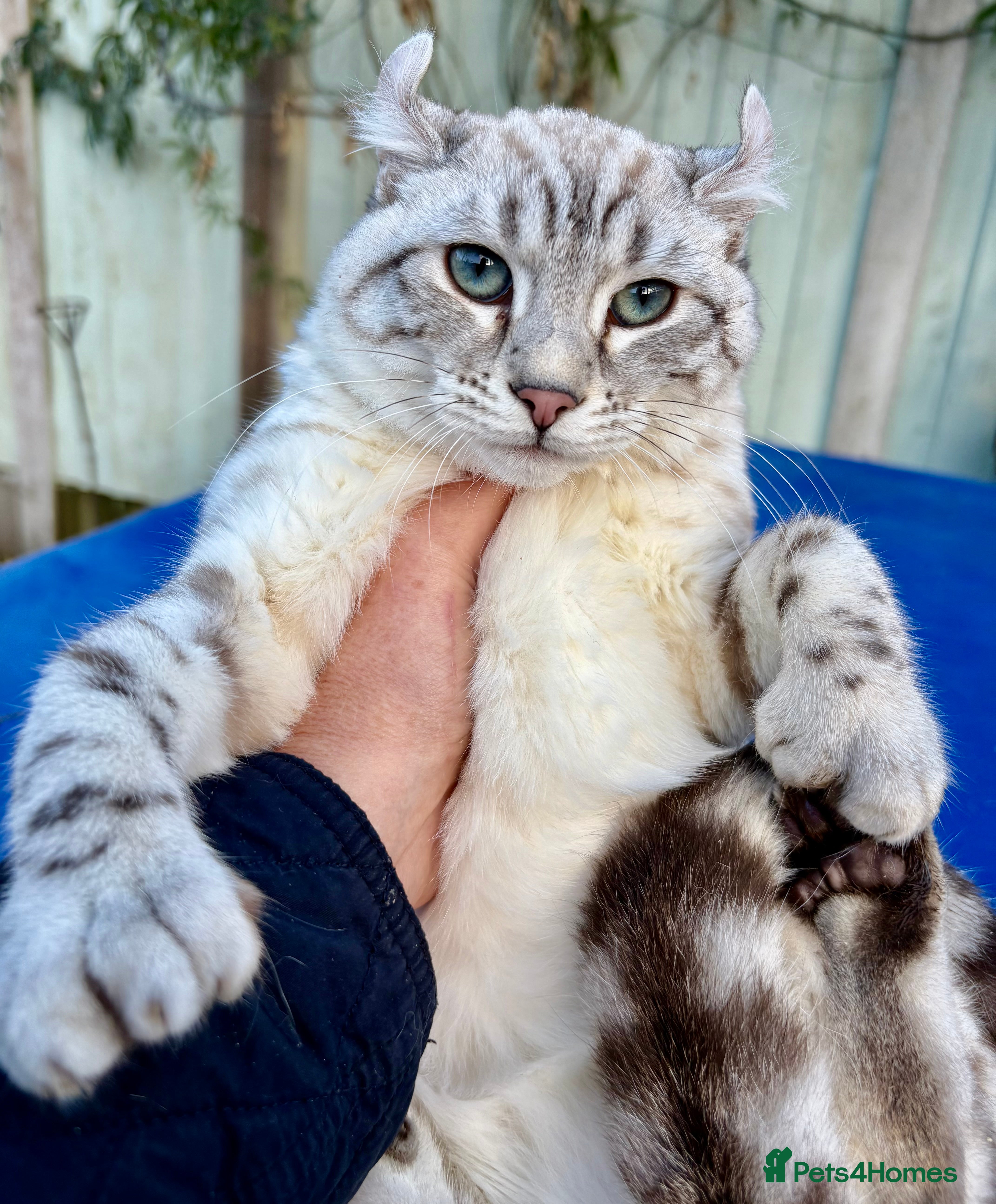 Keetso cats chunky poly curled eared leopard girl  - Advert 2