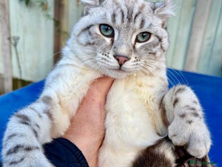 Keetso cats chunky poly curled eared leopard girl - Advert 2